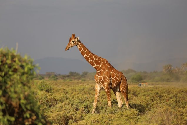 10-Day Kenyan Safari Itinerary