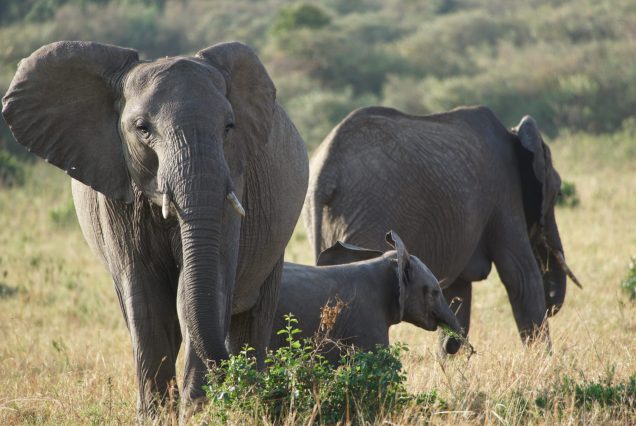 7-Day Classic Kenya Safari Itinerary