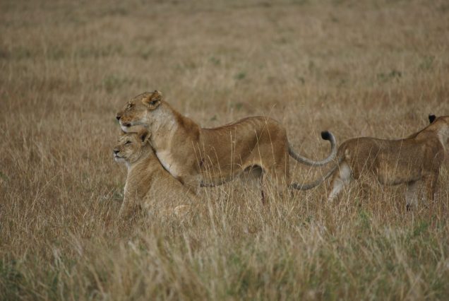 14 Days Enchanting Safari & Beach retreat