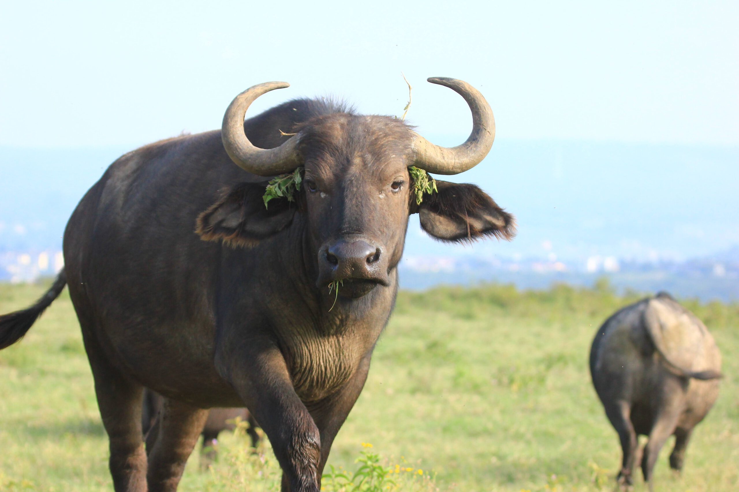 Amboseli National Park