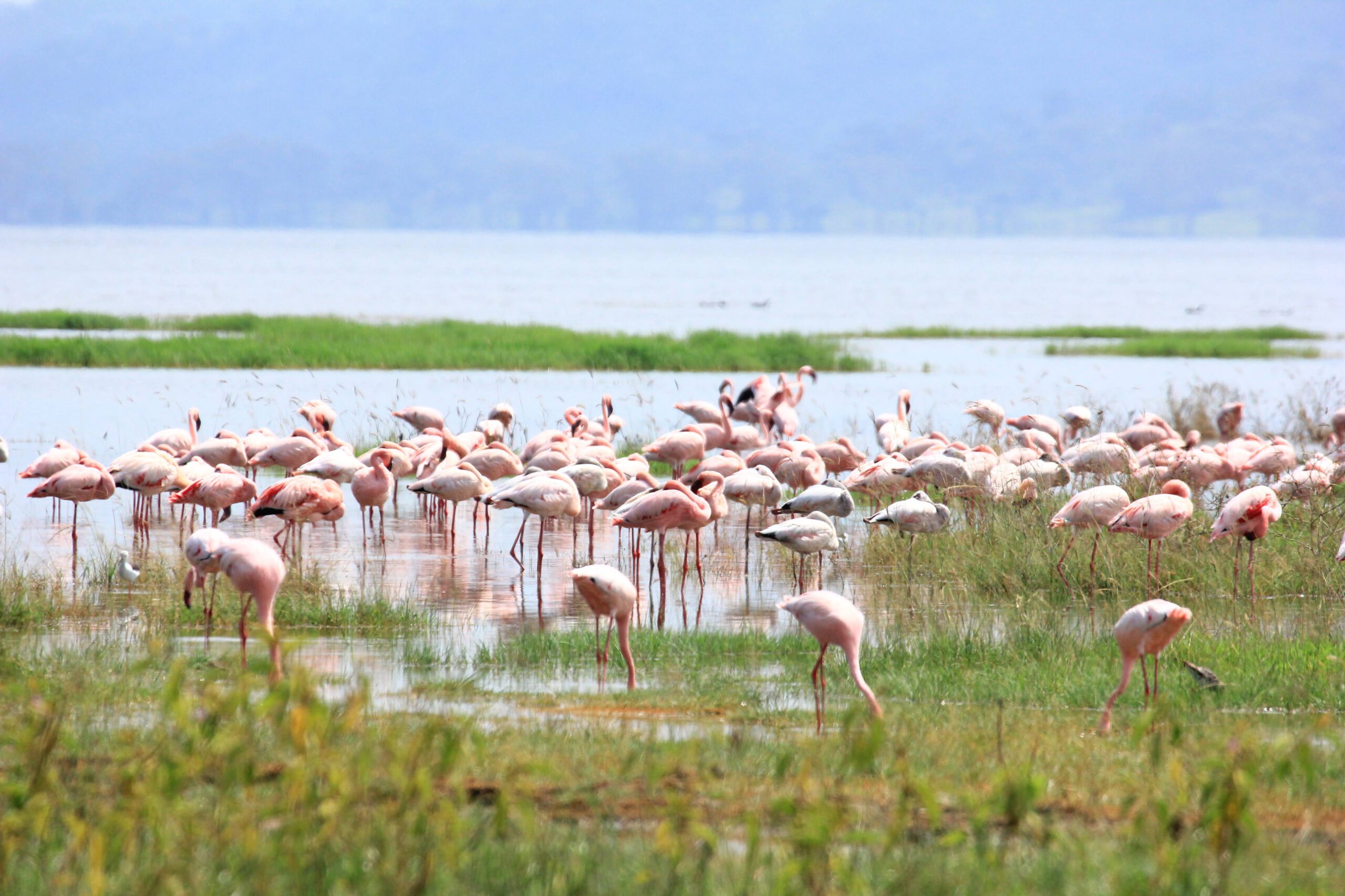 Lake Nakuru National Park