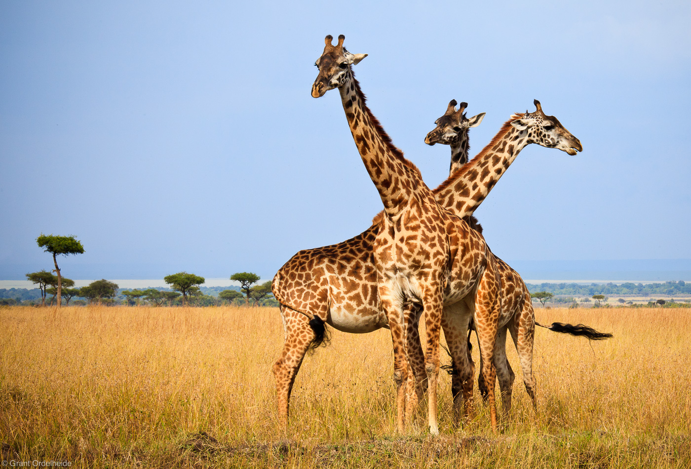 Masai Mara National Reserve