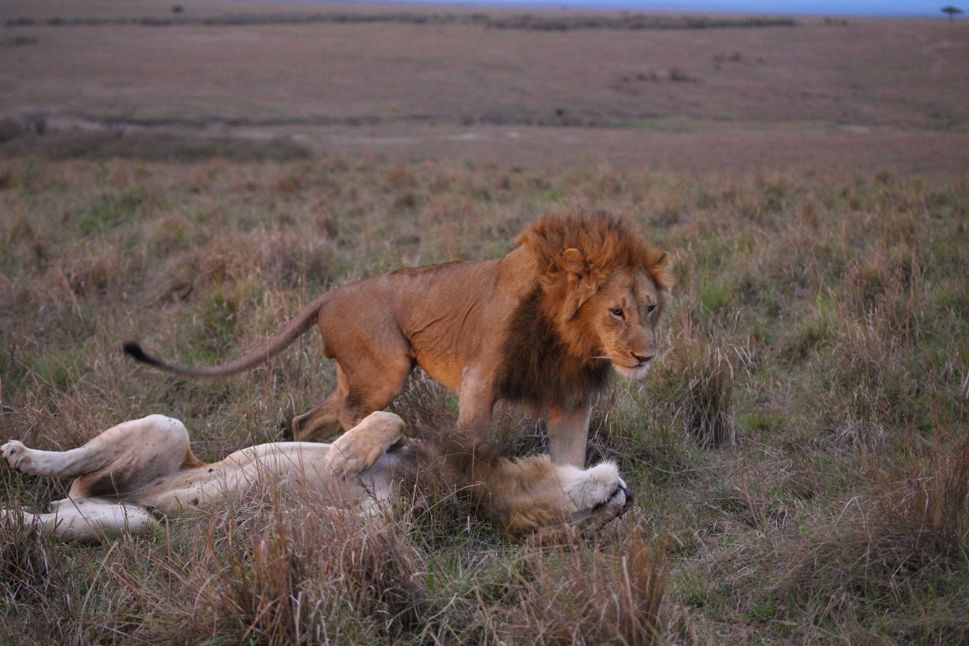Maasai Mara