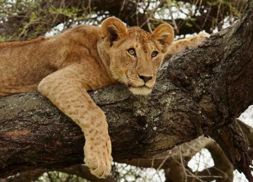 The Ultimate Kenya Wildlife Safari 8 Days