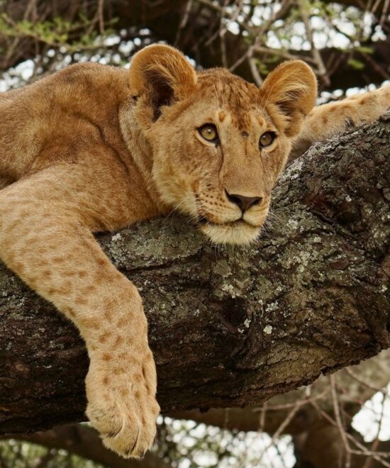 The Ultimate Kenya Wildlife Safari 8 Days