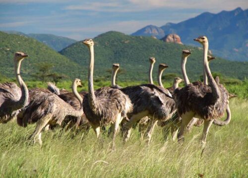 Bird Watching Safaris in Kenya: A Complete Guide for Nature Enthusiasts