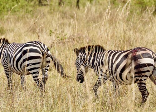 10 Essential Travel Tips for First-Time Travelers with Nature Trails Expeditions in Kenya