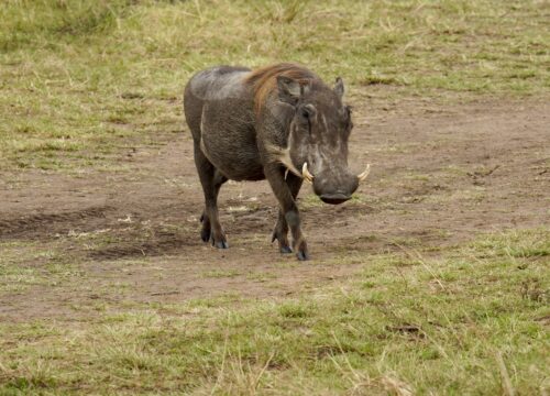 Best Time to Visit Kenya for Safari: Month-by-Month Guide