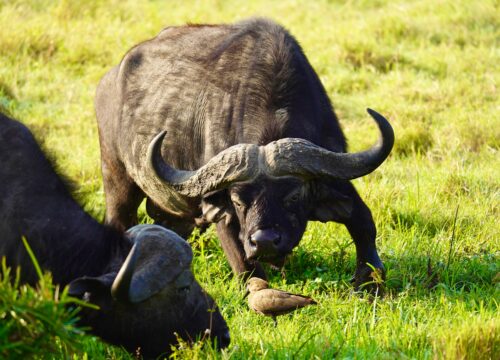 Luxury & Mid-Range Safaris in Kenya: