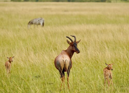 Kenya Safari by Road vs Flying: Which Option is Best for You?