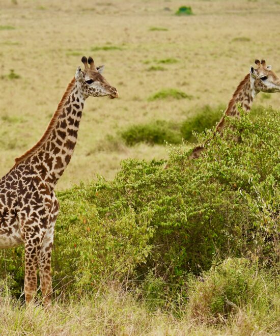 3-Day Maasai Mara Safari Itinerary