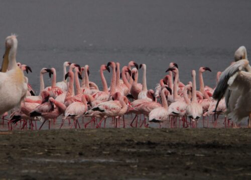 Top 5 Family-Friendly Safari Activities in Kenya: Adventures for All Ages