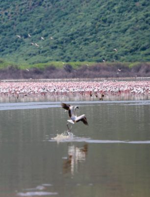 Flamingos- Bogoria Flamingos- Bogoria